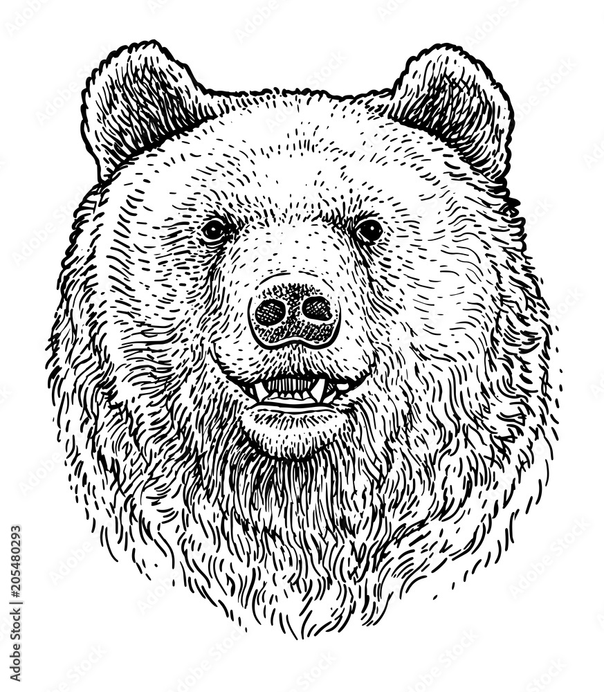 Fototapeta premium Niedźwiedzia głowa ilustracja, rysunek, grawerowanie, atrament, grafika liniowa, wektor