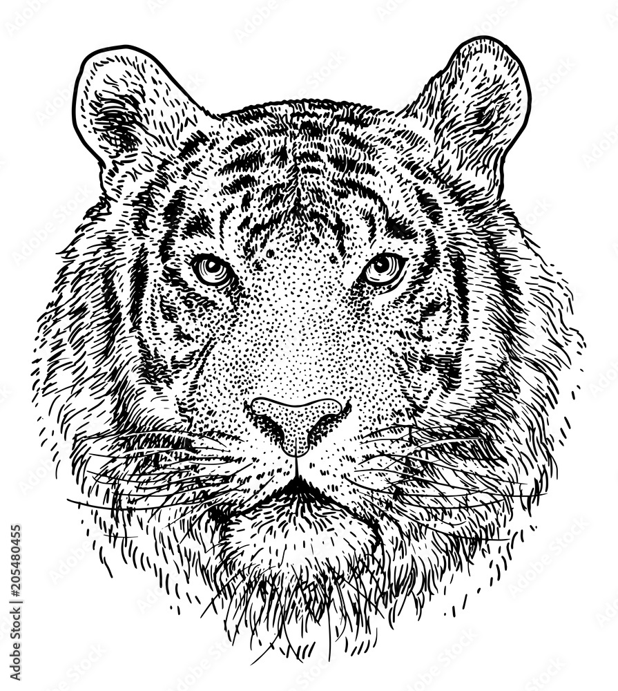 Tiger head illustration, drawing, engraving, ink, line art, vector