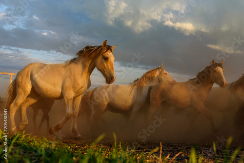 a herd of horses runs against the sky