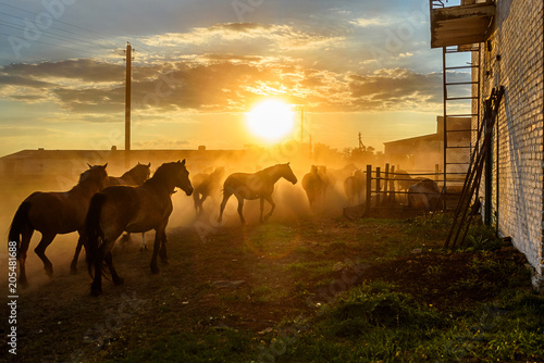 Fototapeta Naklejka Na Ścianę i Meble -  a herd of horses running on the sunset background