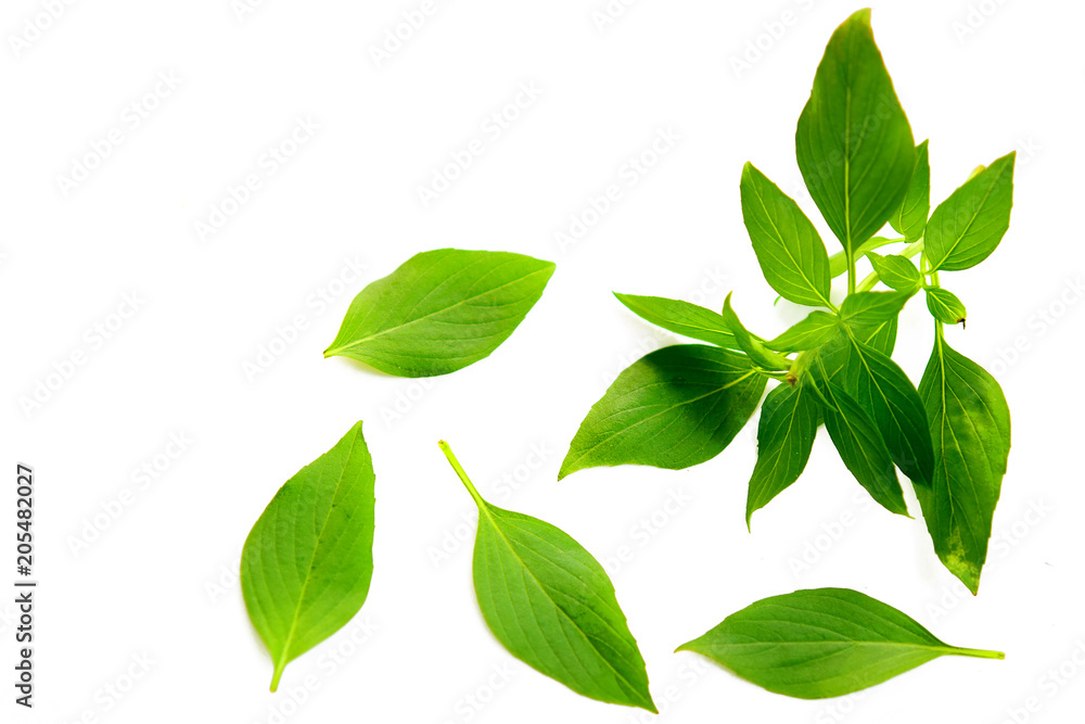 Basil leaf on white background - obrazy, fototapety, plakaty 