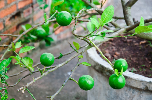 Lemon stick ball by the branch. photo