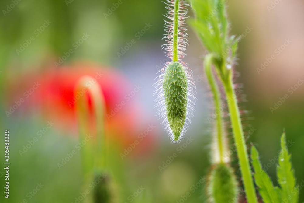 nicht aufgeblühte Mohnblume in Nahaufnahme nicht aufgeblühte Mohnblume in Nahaufnahme