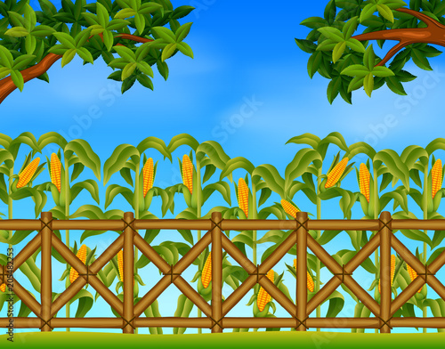 green corn field in agricultural garden