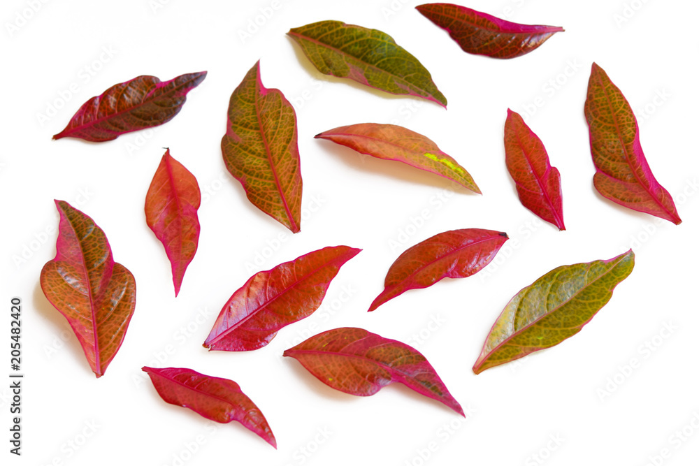 Fototapeta premium Leaves on white background