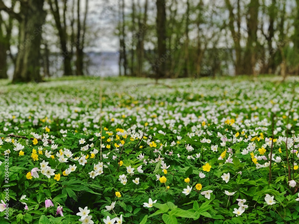 Wild flowers during Spring in South Sweden