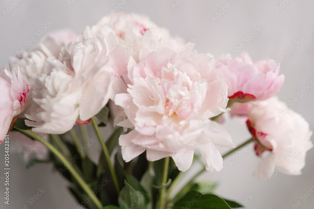 Cute and lovely peony. many layered petals. Bunch pale pink peonies flowers light gray background. Wallpaper, Vertical photo Cute and lovely peony. many layered petals. Bunch pale pink peonies flowers light gray background. Wallpaper, Vertical photo