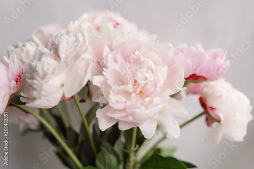 Cute and lovely peony. many layered petals. Bunch pale pink peonies flowers light gray background. Wallpaper  Vertical photo