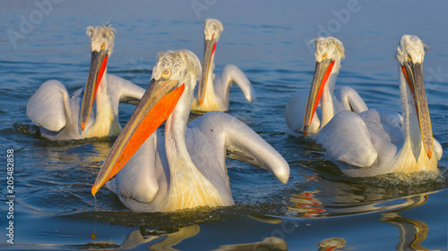 Dalmatian Pelican (Pelecanus crispus) photo