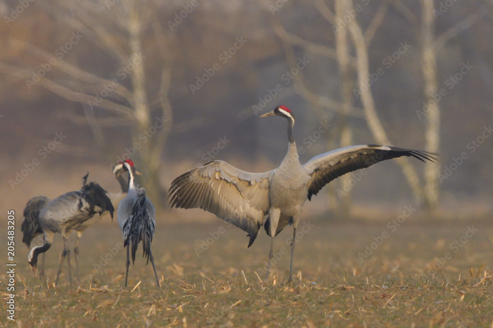 Fototapeta premium Common Cranes, on the field, in spring migration