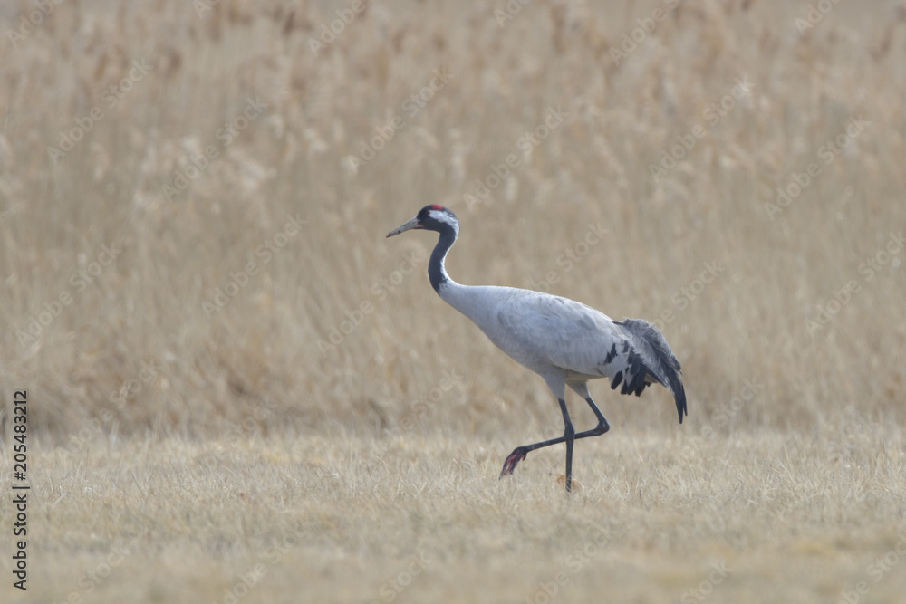 Fototapeta premium Common Crane, on the field, in autumn