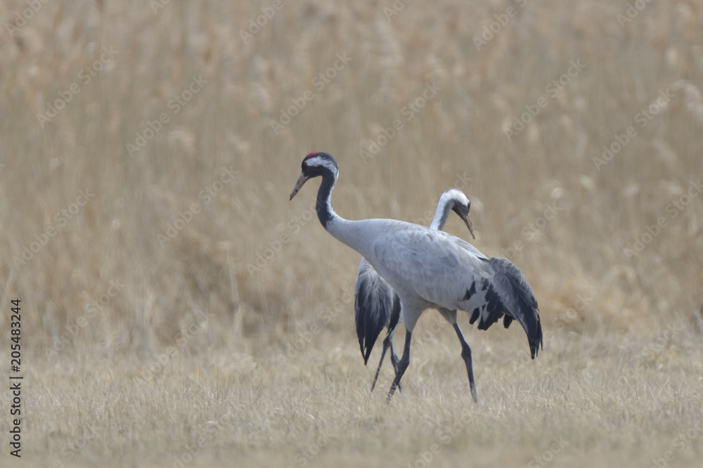 Fototapeta premium Common Cranes, on the field, in spring migration