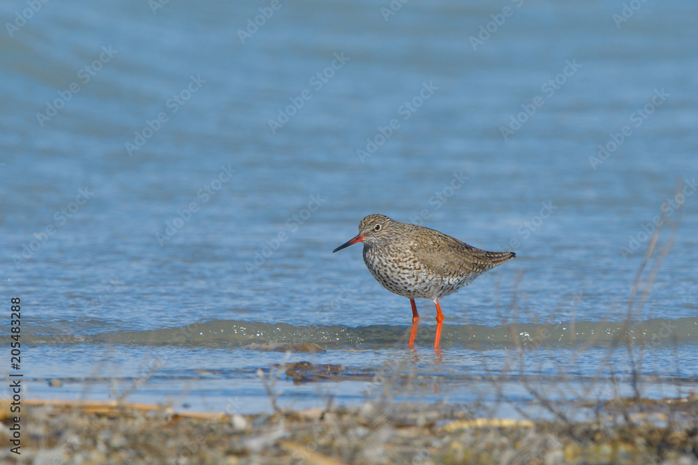 Common Redshank in shallow water Common Redshank in shallow water