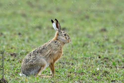 Hare under rain