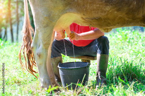 a man milking a cow in the meadow. In manual mode photo