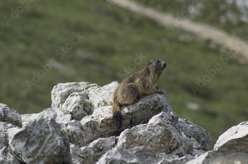 Marmot looking out