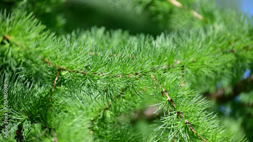 Needles of young larch in spring close-up