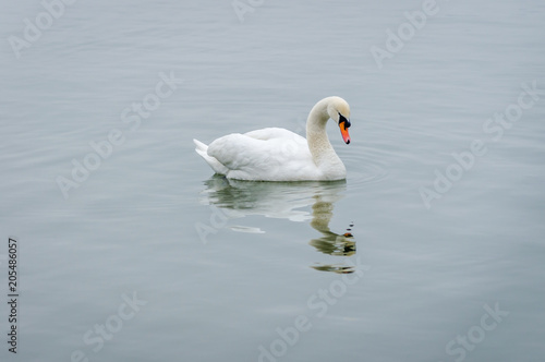 swan in the lake water in its natural environment 