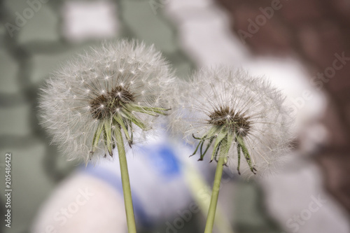Dandelion on spring with green natural background