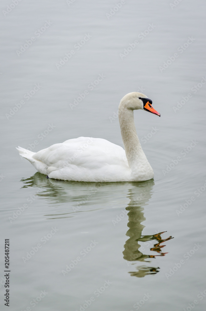 swan in the lake water in its natural environment 
