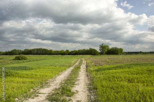 Field road through green grain, forest and dark cloudy sky