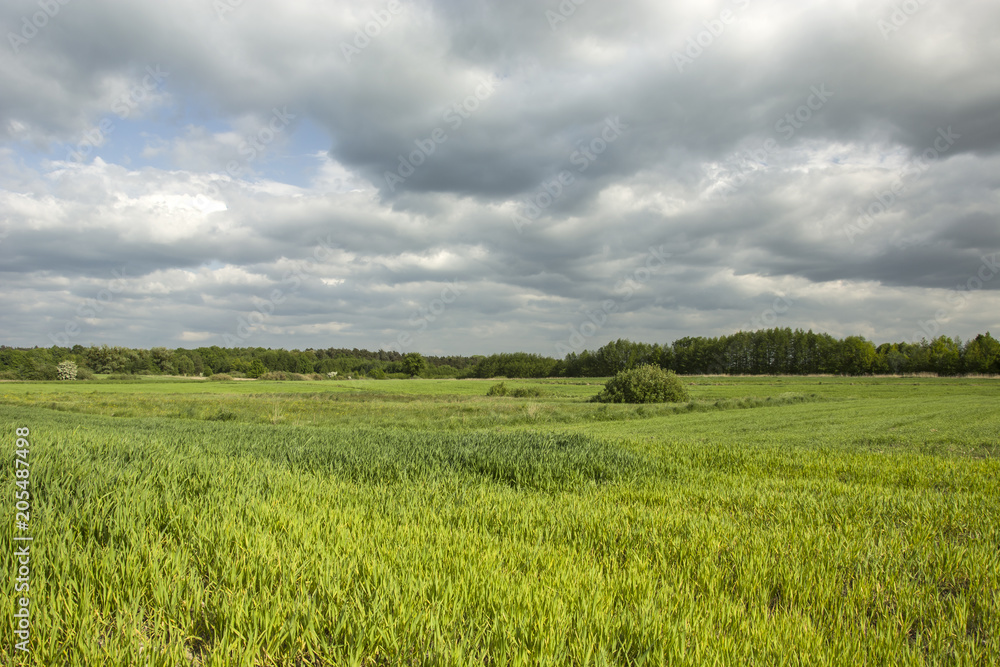 Green grain, forest and dark cloudy sky