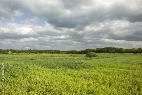 Green grain  forest and dark cloudy sky