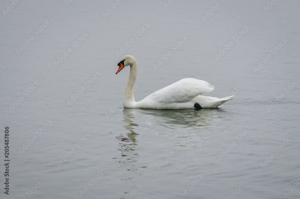swan in the lake water in its natural environment swan in the lake water in its natural environment