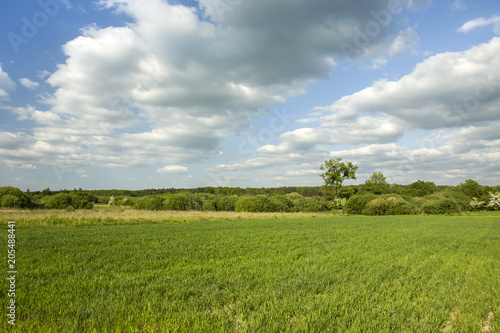 Green grain, forest and clouds in the sky