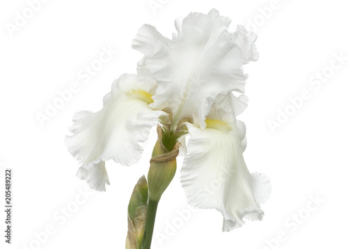 Fototapeta Naklejka Na Ścianę i Meble -  Flower of  white iris close-up, isolated on white background