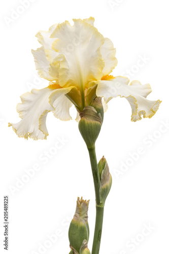 Fototapeta Naklejka Na Ścianę i Meble -  Yellow flower of iris, isolated on white background