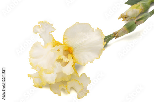 Fototapeta Naklejka Na Ścianę i Meble -  Yellow flower of iris, isolated on white background