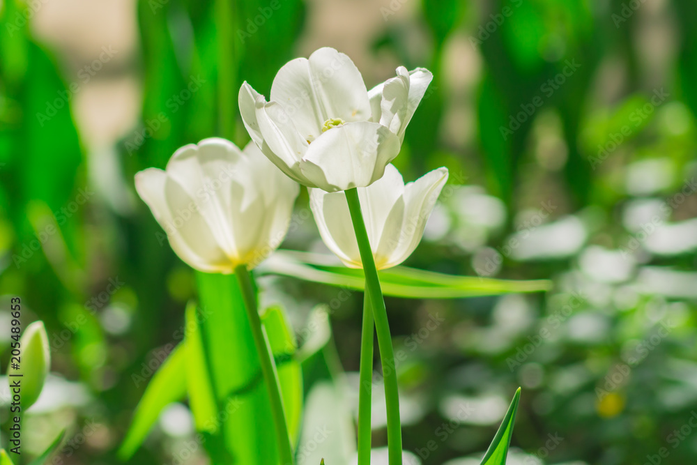 fresh colorful blooming white tulips in the spring garden, selective focus fresh colorful blooming white tulips in the spring garden, selective focus