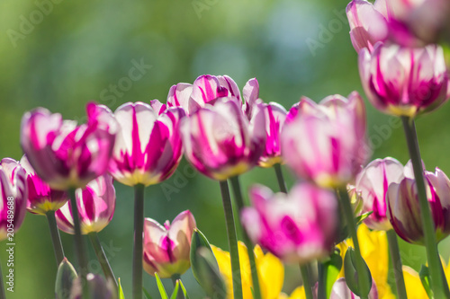 fresh colorful blooming pink tulips in the spring garden