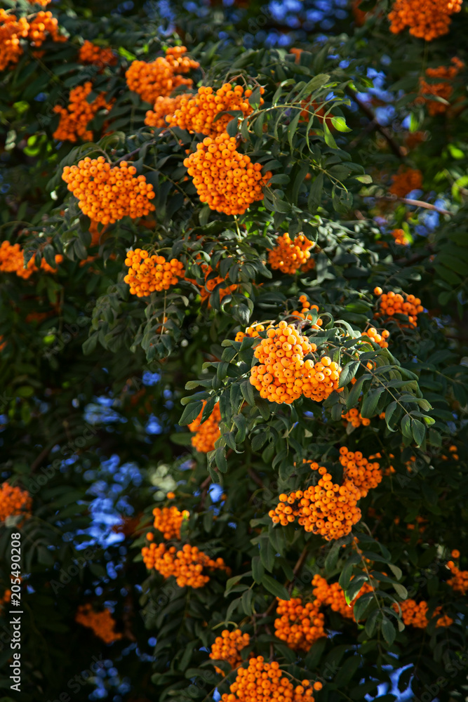 Konstfotografi rowan-tree