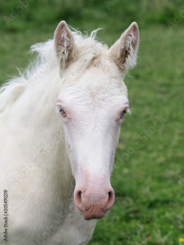 Foal Head Shot