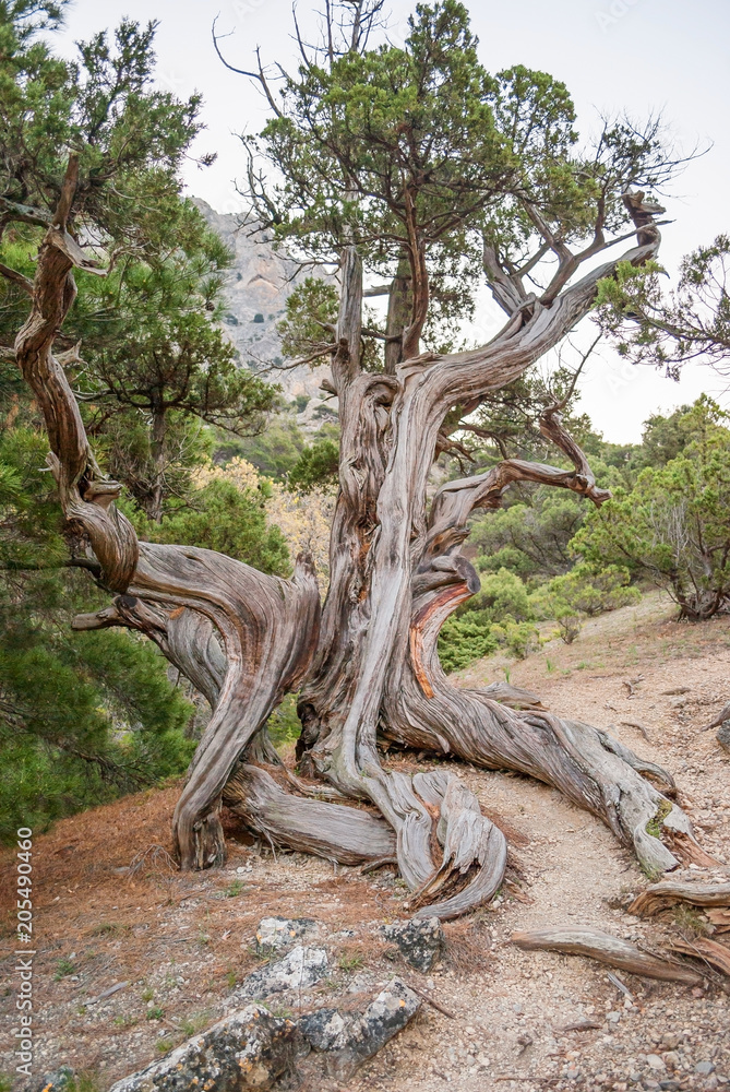 old tree old tree