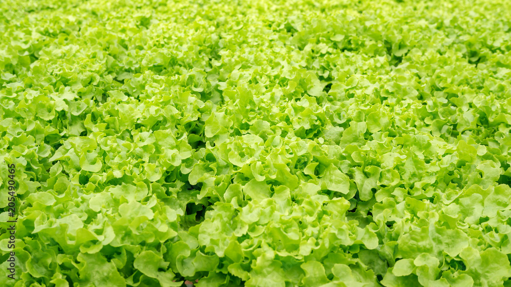 Green oak plant in a hydroponic vegetable garden. Green oak plant in a hydroponic vegetable garden.