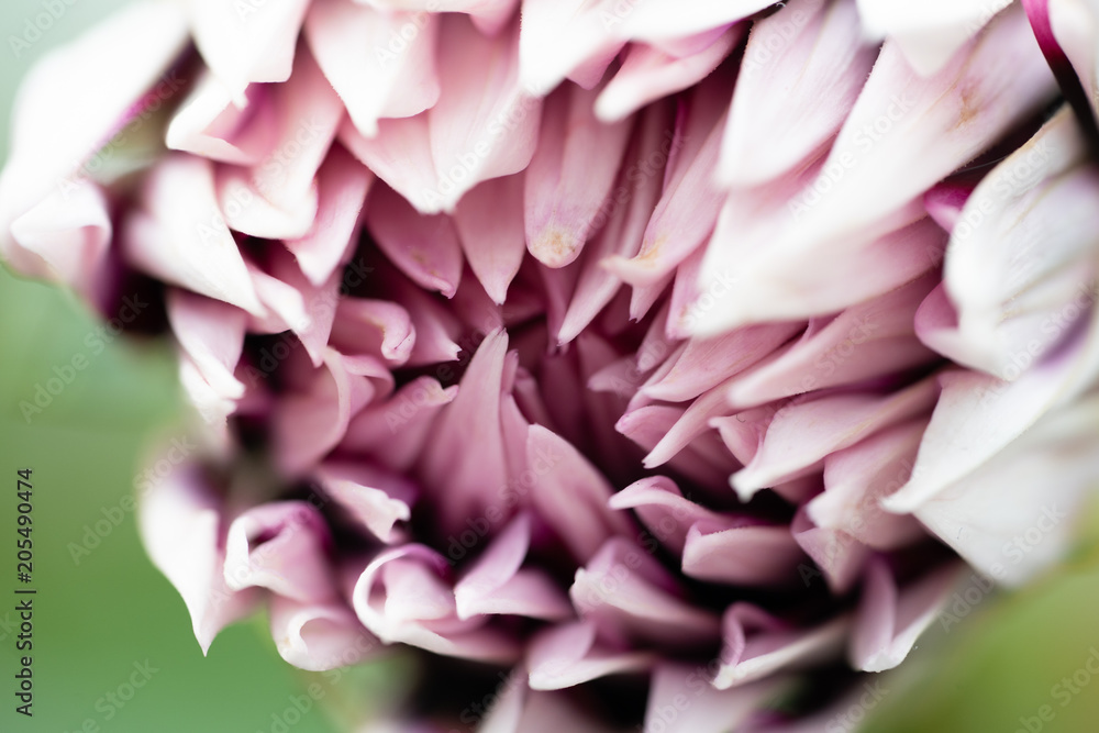 macro front view of flower