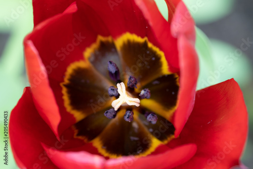 macro view of the inside of tulip flower