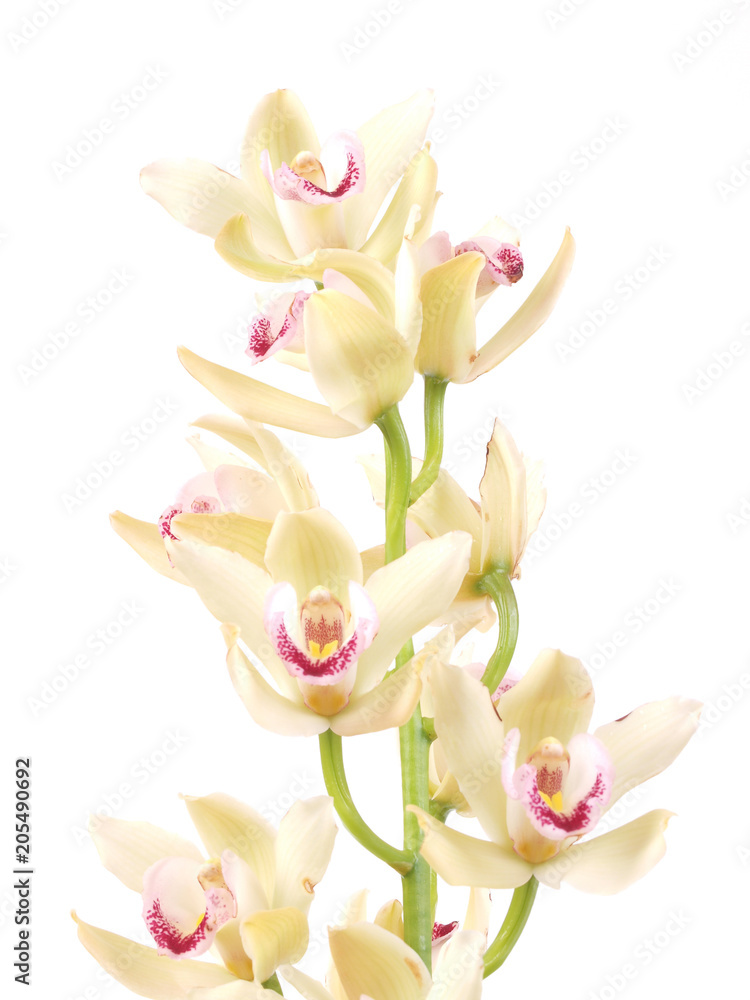Obraz premium Flower orchid