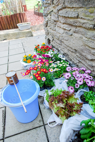 Nonfocus scene mix flowers multicolors and some salade vegetables are ready to planting all in white plastic bag and buy from market flowers withb ackground old brick wall, gardening life style concep photo