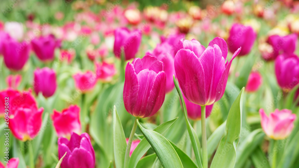 Pink tulip flower in a garden.