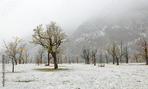 Wallpaper Mural Snow covered maple trees standing on the meadow by mountainside on a foggy gloomy morning ~ Beautiful scenery of maple trees and the first snowfall in deep autumn in Austrian Alps ~Cold & Frozen world Torontodigital.ca