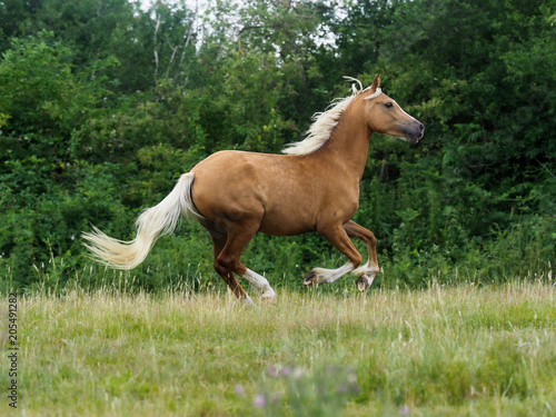 Tableau sur toile Cantering Horse