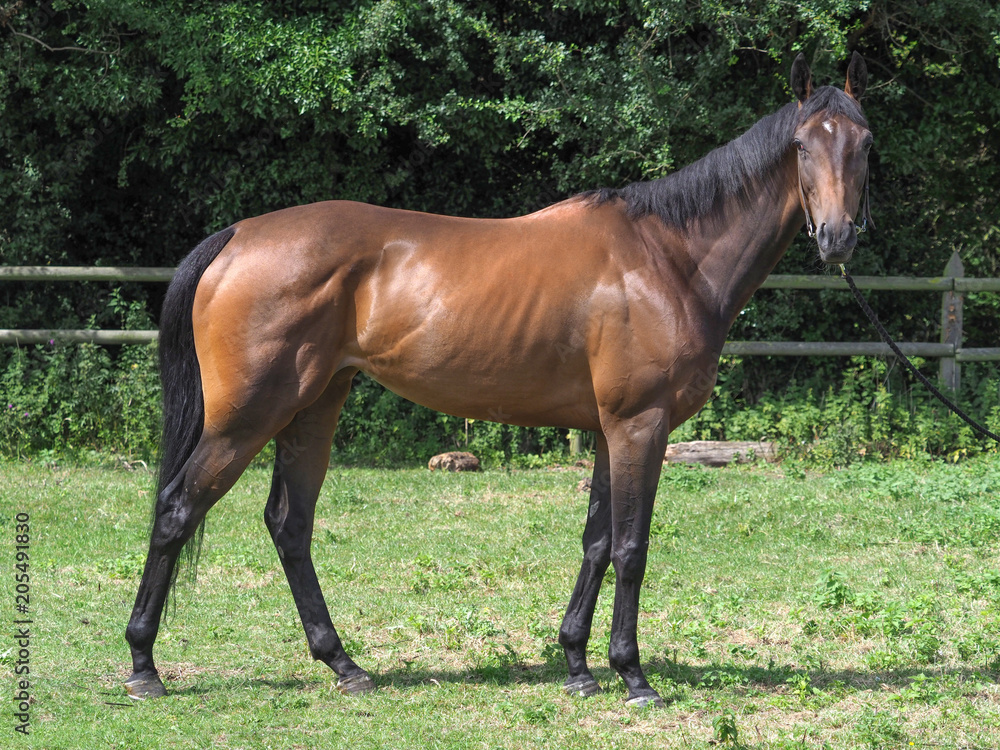 Fototapeta premium Standing Thoroughbred Horse