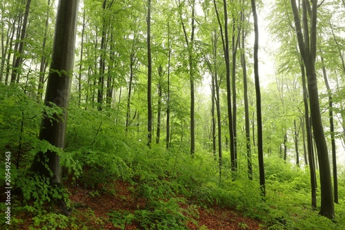 Spring beech forest in the fog