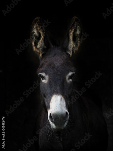 Fotografering Donkey Headshot