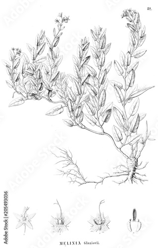 Wallpaper Mural Illustration of plant Torontodigital.ca