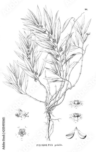 Illustration of plant